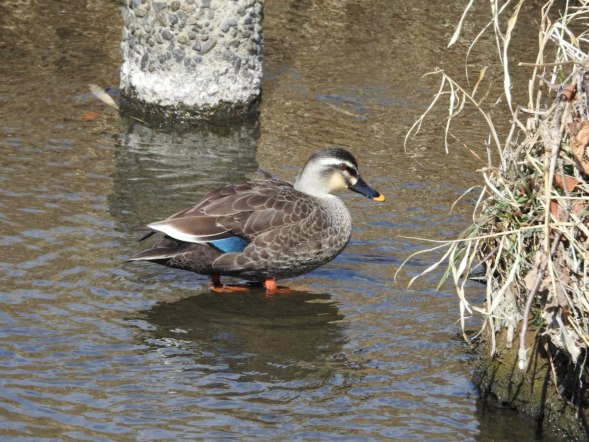 Eastern Spot-billed Duck - ML646235838