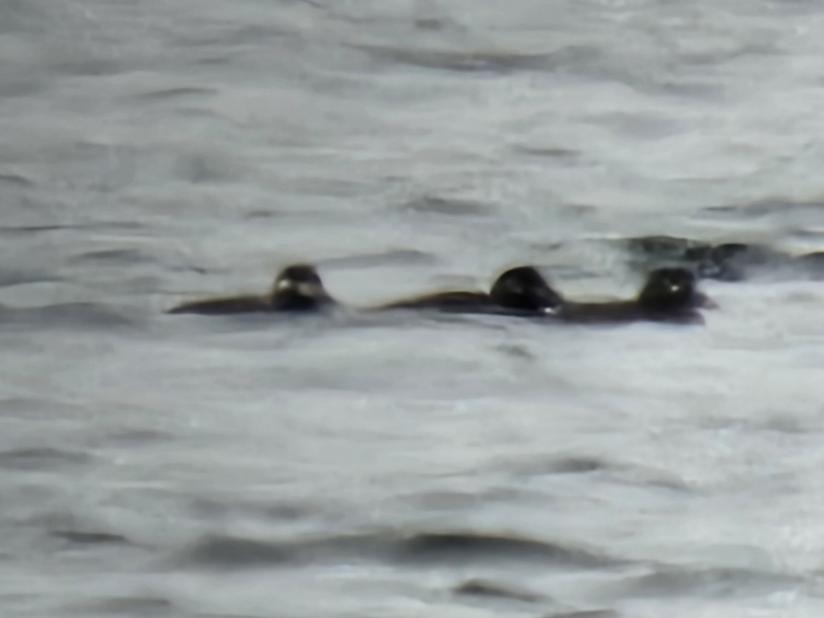 White-winged Scoter - ML646235839