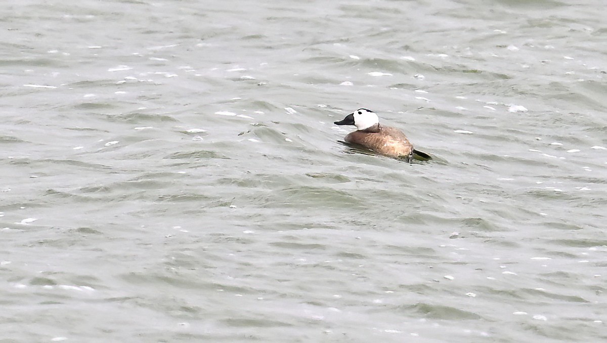 Gobbo rugginoso - ML646235841