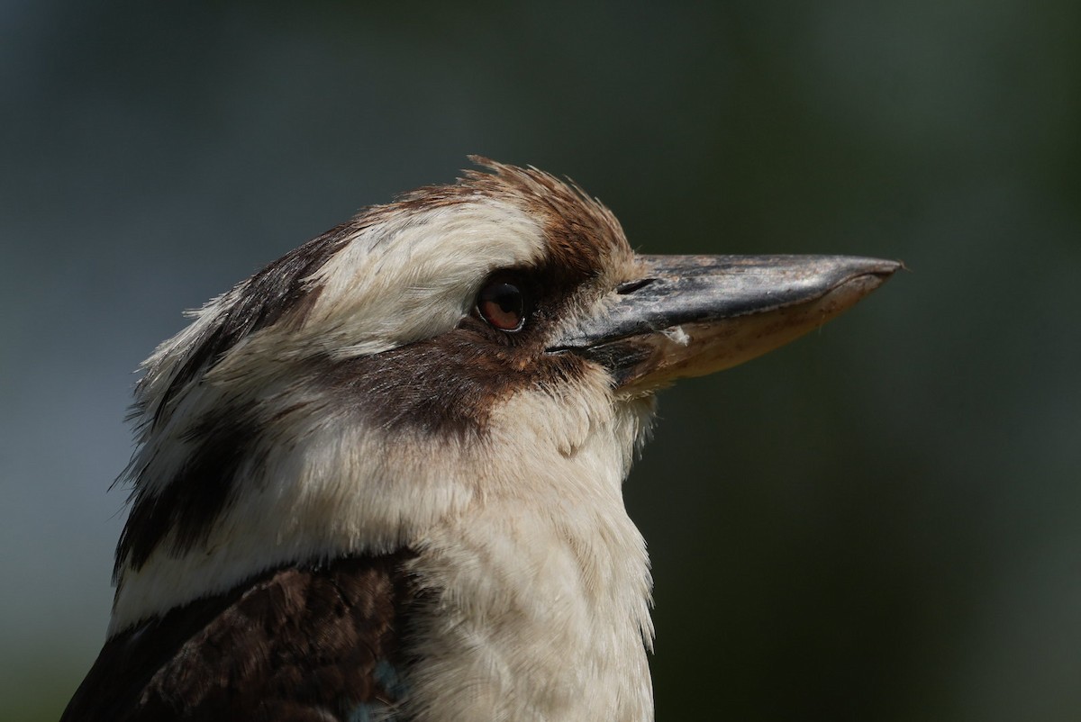 Laughing Kookaburra - ML646235842