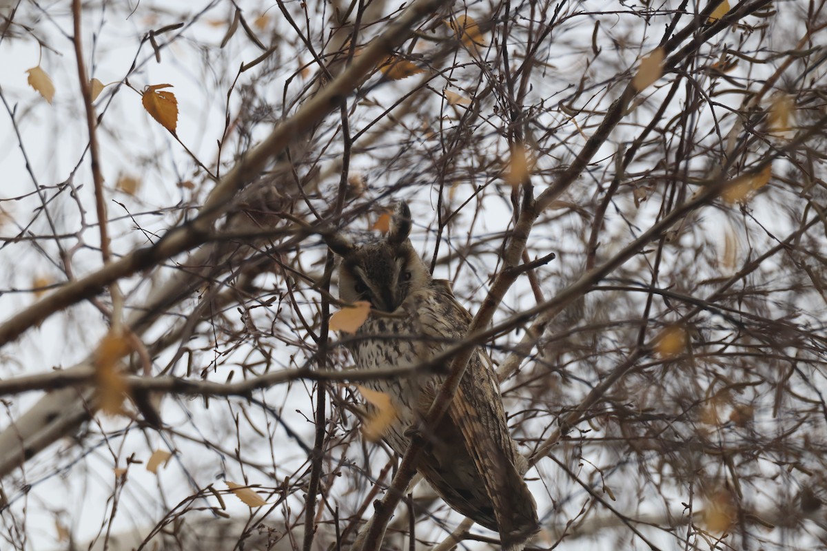 Long-eared Owl - ML646235843