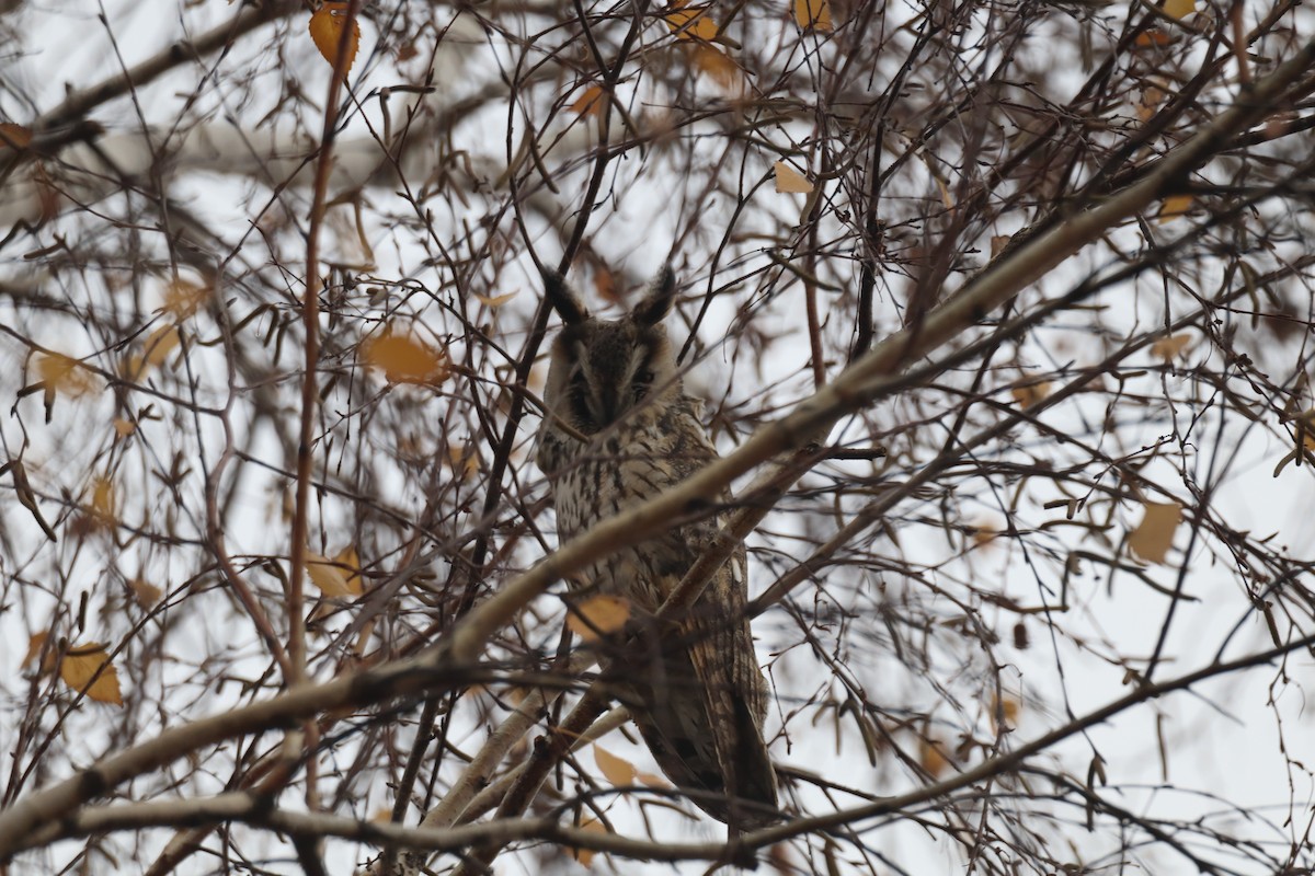 Long-eared Owl - ML646235845