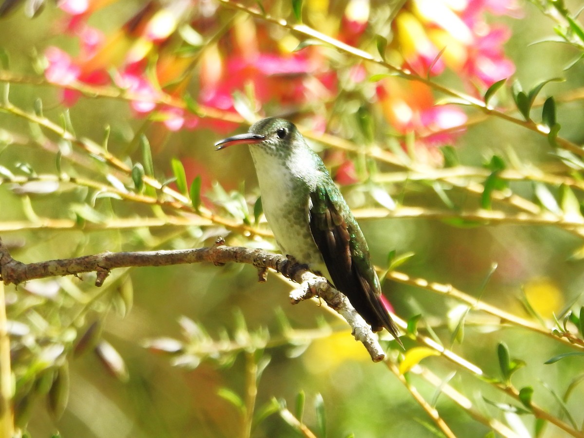 Green-and-white Hummingbird - ML646235849