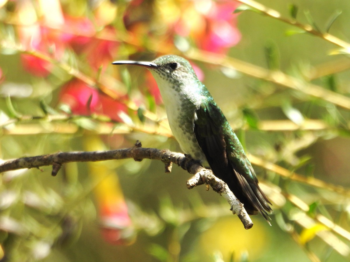 Green-and-white Hummingbird - ML646235850