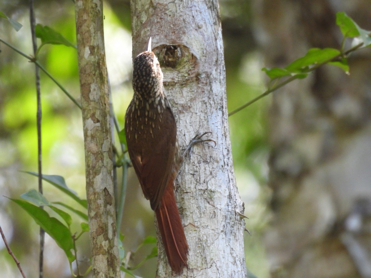 Lesser Woodcreeper - ML646235859
