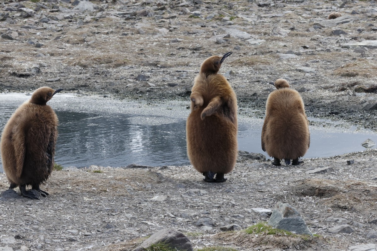 King Penguin - ML646235866