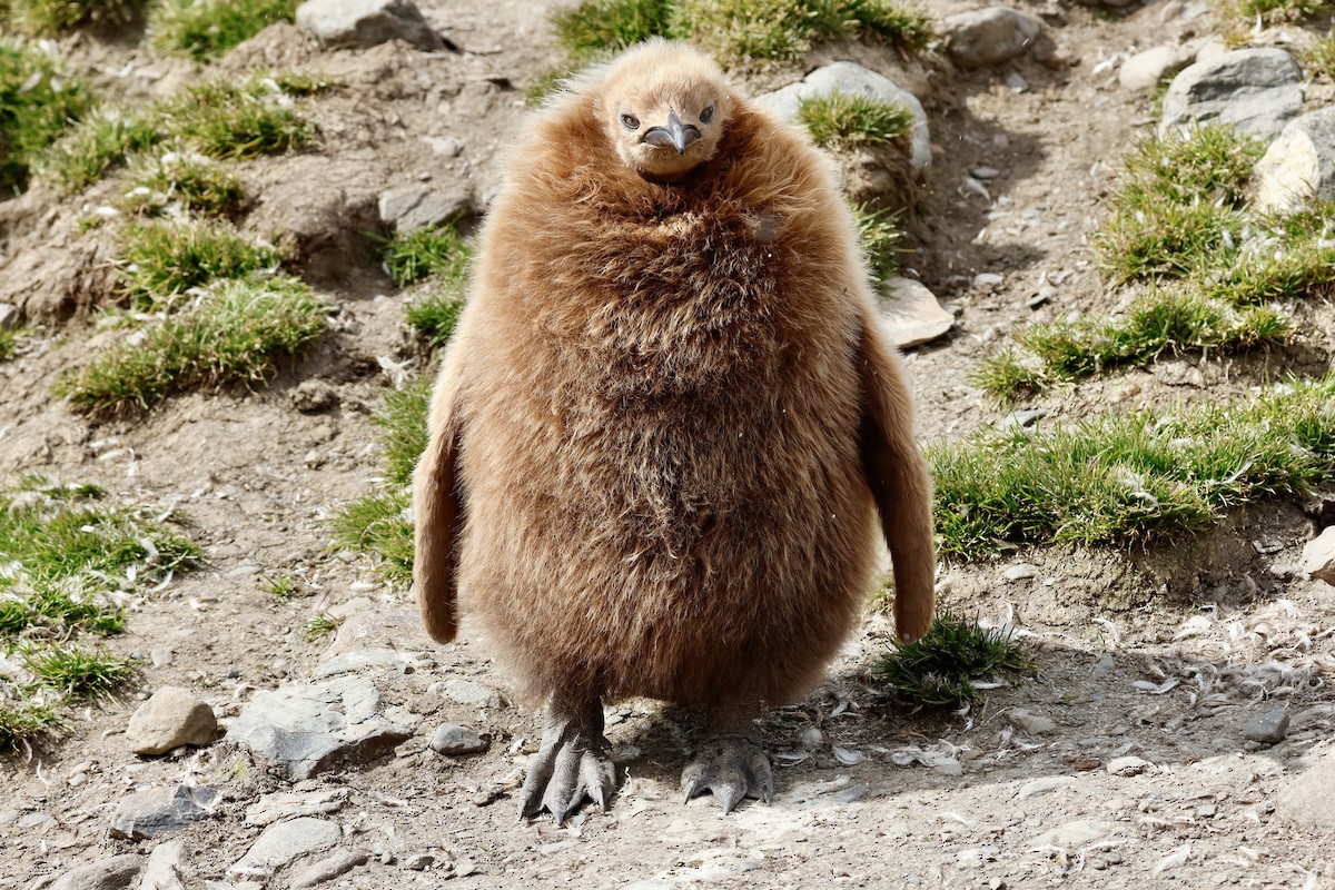 King Penguin - ML646235867