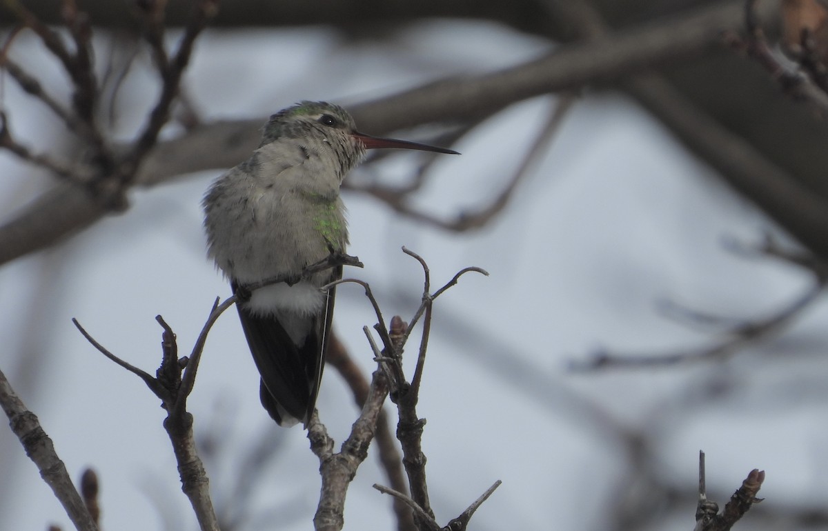 Broad-billed Hummingbird - ML646235868