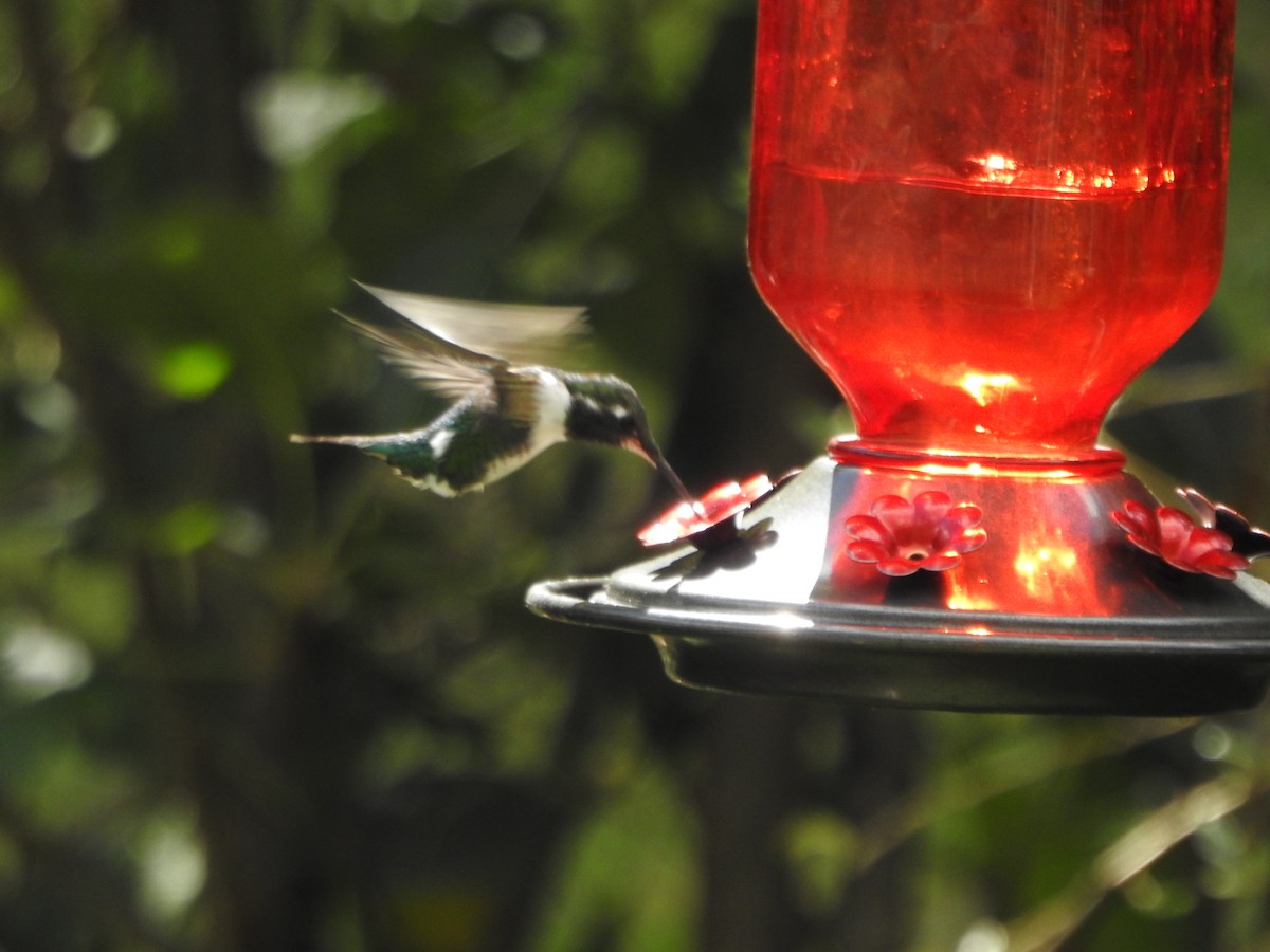 White-bellied Woodstar - ML646235870