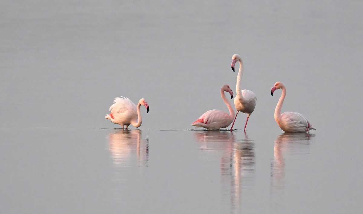 Fenicottero - ML646235871