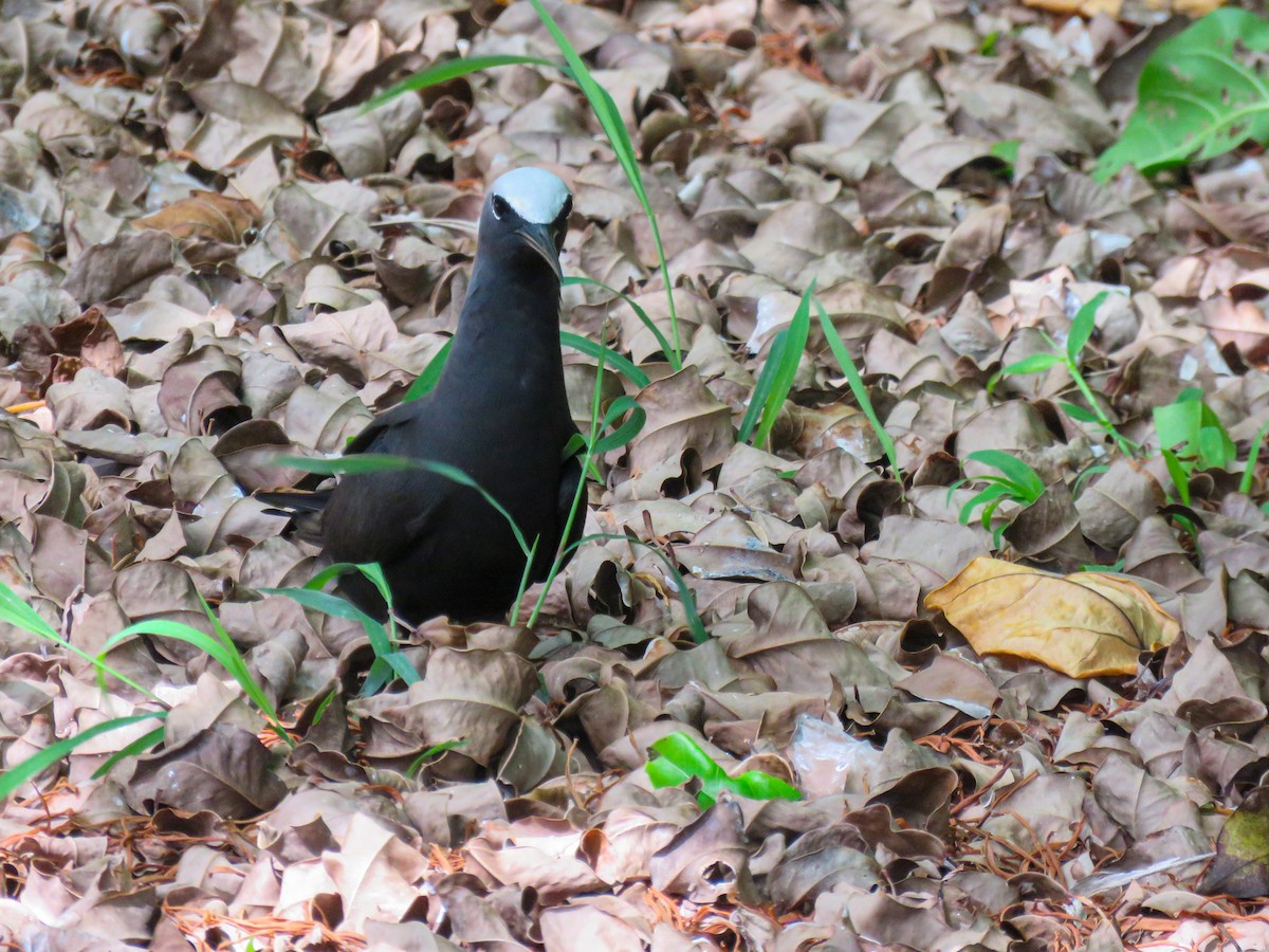 Black Noddy - ML646235872