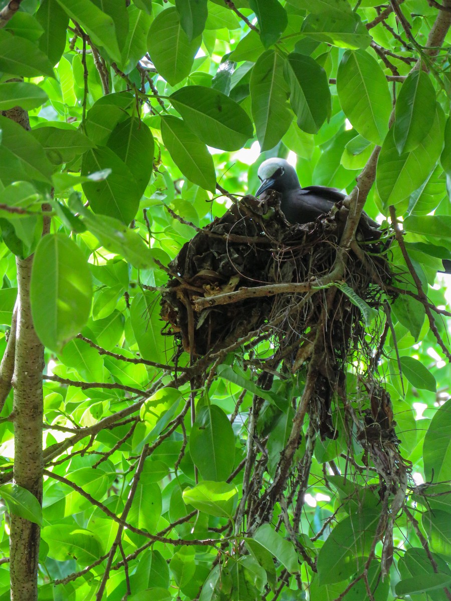 Black Noddy - ML646235874