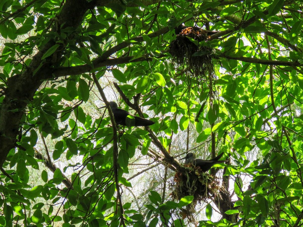 Black Noddy - ML646235875