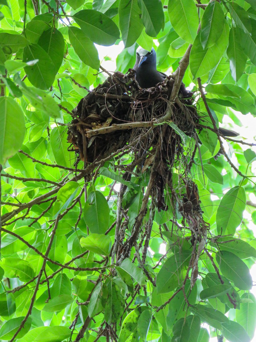 Black Noddy - ML646235876