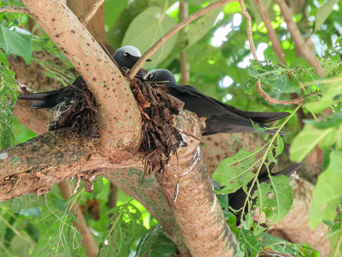 Black Noddy - ML646235877