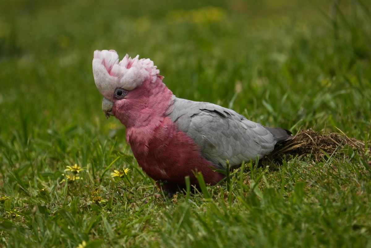 Galah - ML646235878