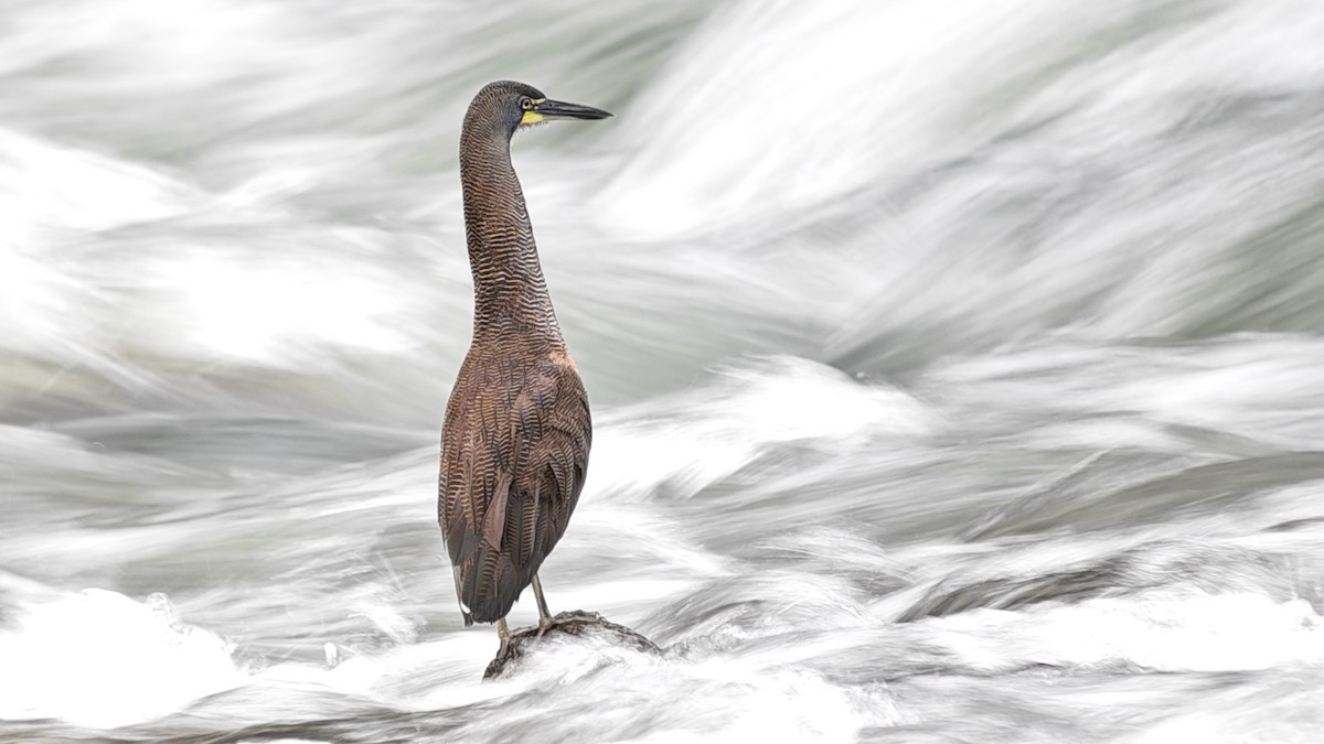 Fasciated Tiger-Heron - ML646235882