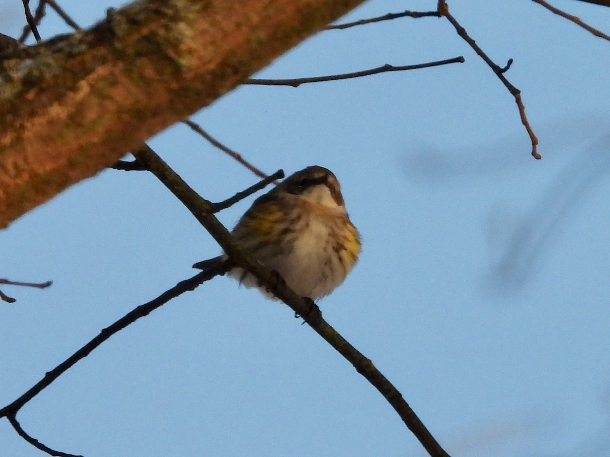 Yellow-rumped Warbler - ML646235884