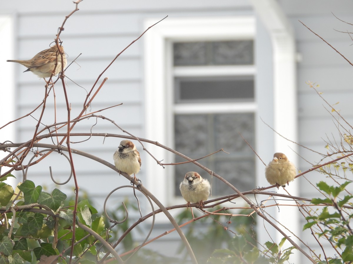 House Sparrow - ML646235885