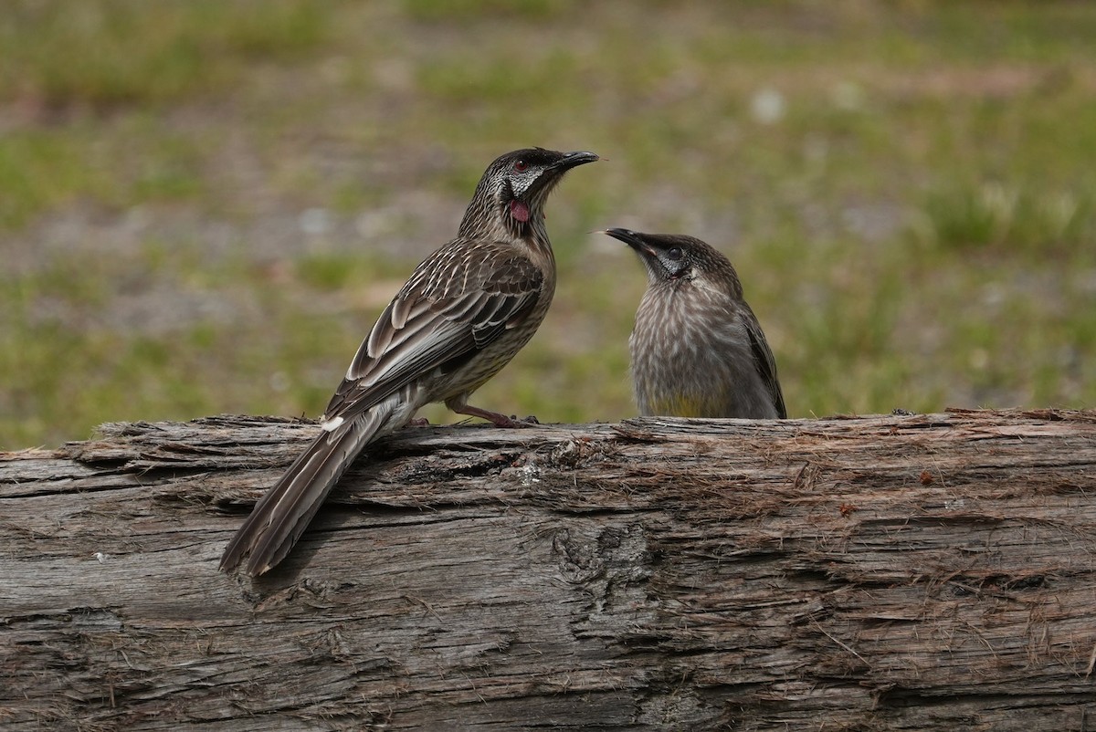 Red Wattlebird - ML646235890