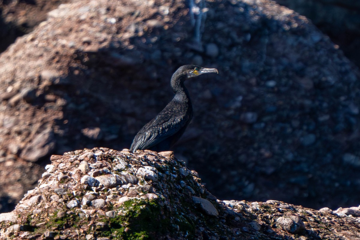 Great Cormorant - ML646235898