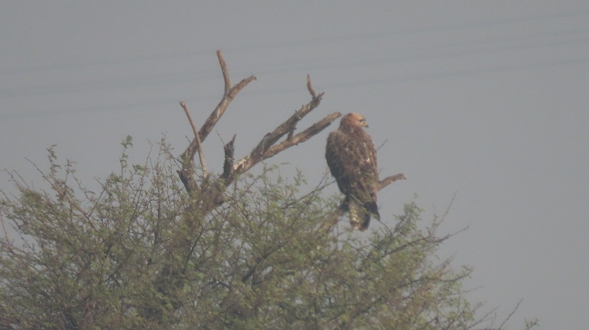 Long-legged Buzzard - ML646235900