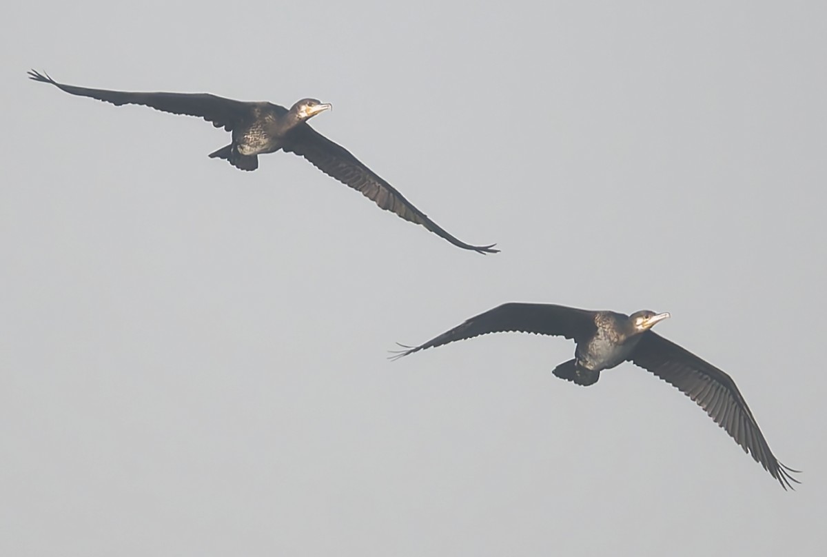 Great Cormorant - ML646235901