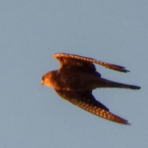 Red-footed Falcon - ML646235902