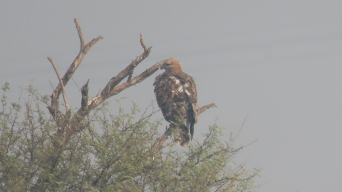 Long-legged Buzzard - ML646235903