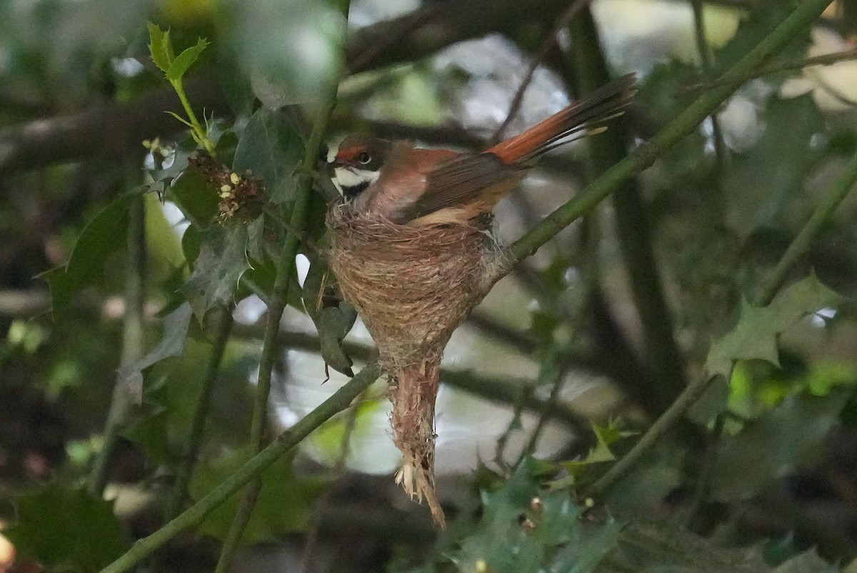 Australian Rufous Fantail - ML646235905