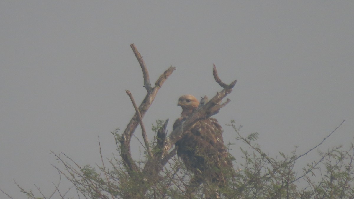 Long-legged Buzzard - ML646235906
