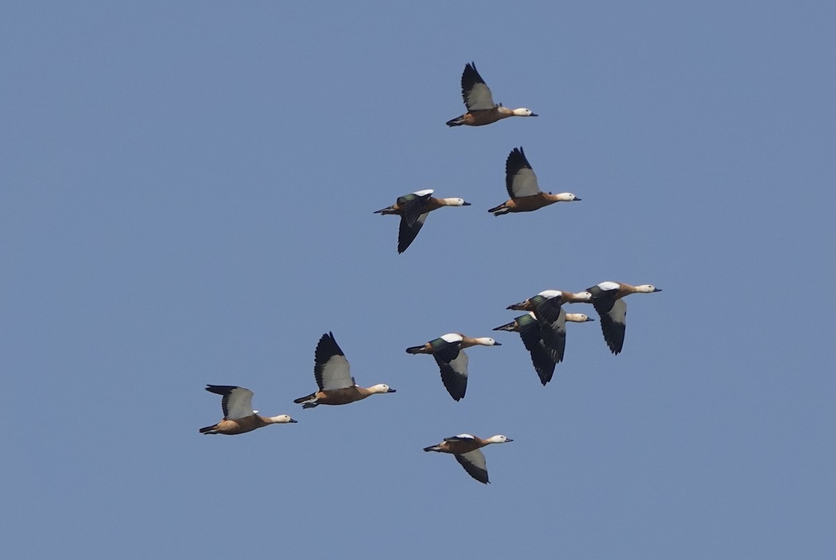 Ruddy Shelduck - ML646235907