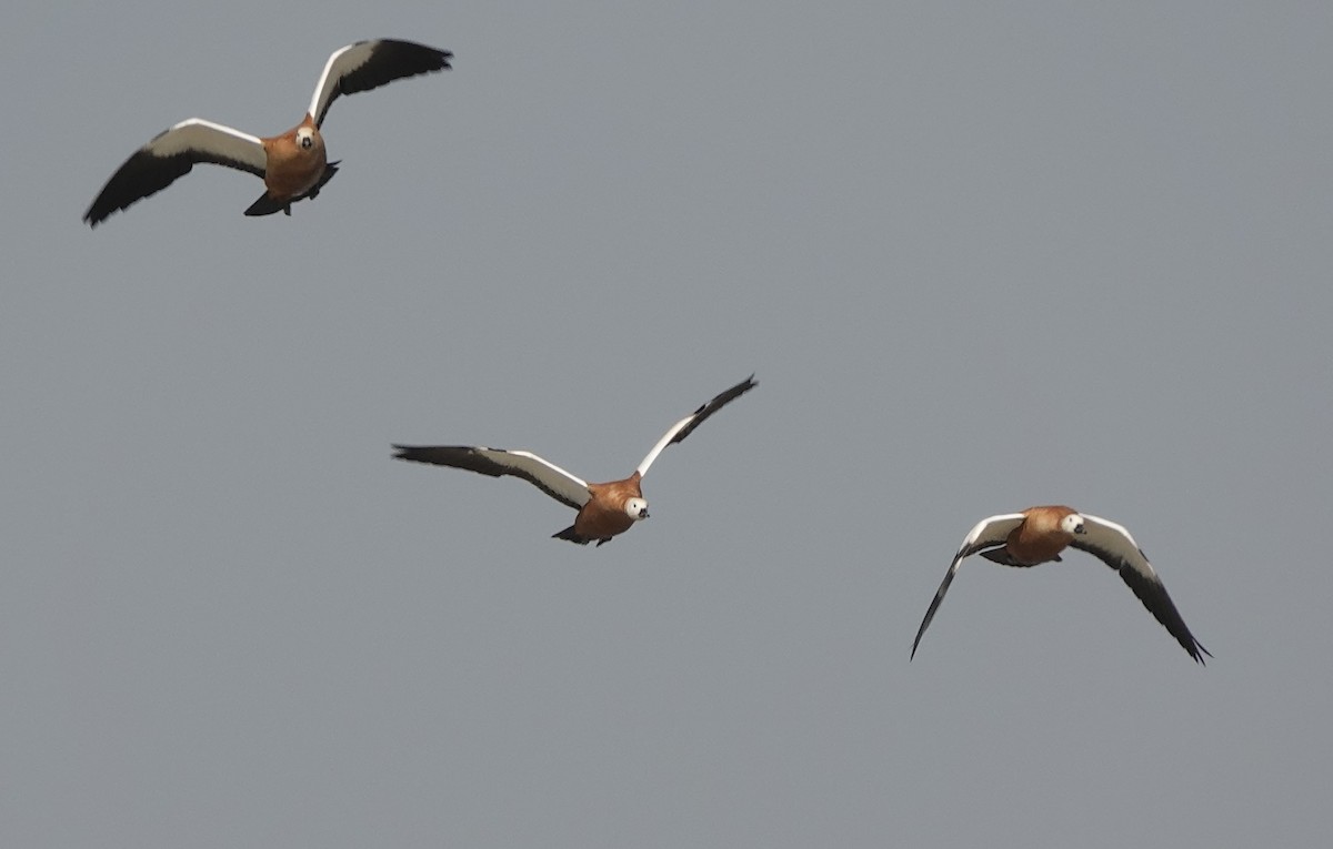 Ruddy Shelduck - ML646235908