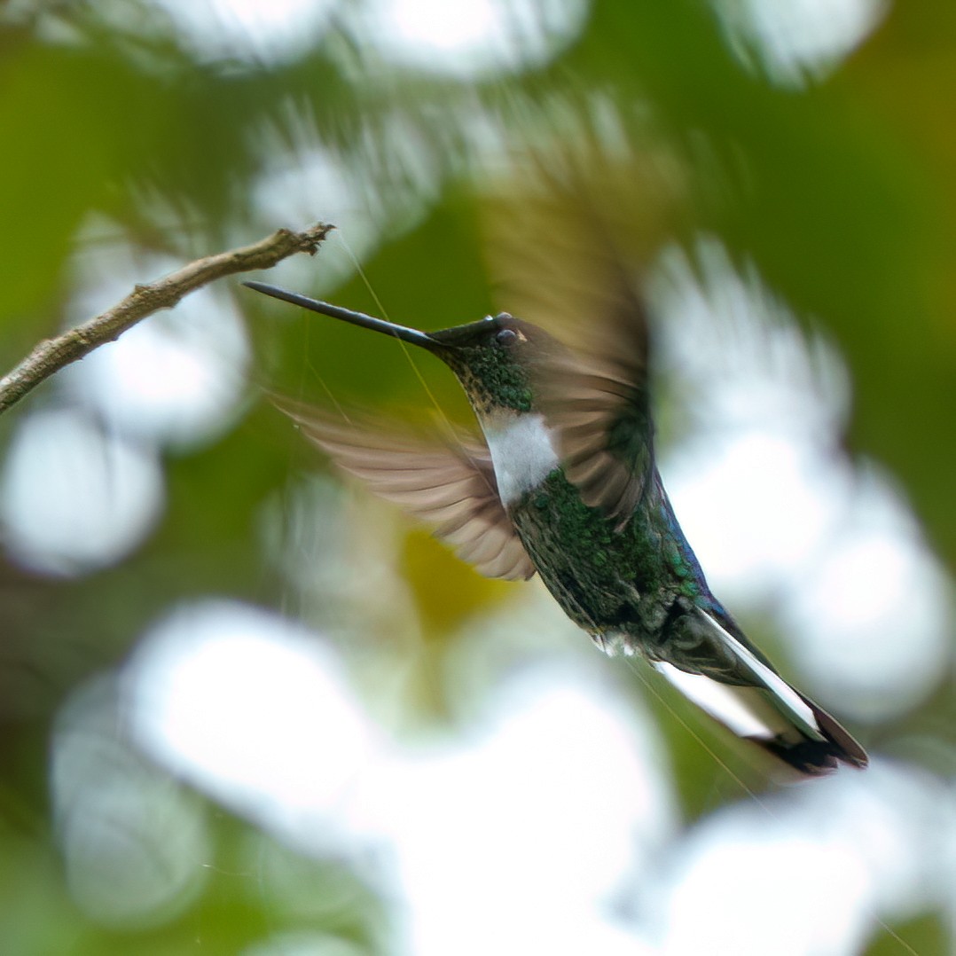 Bronzy Inca - ML646235909