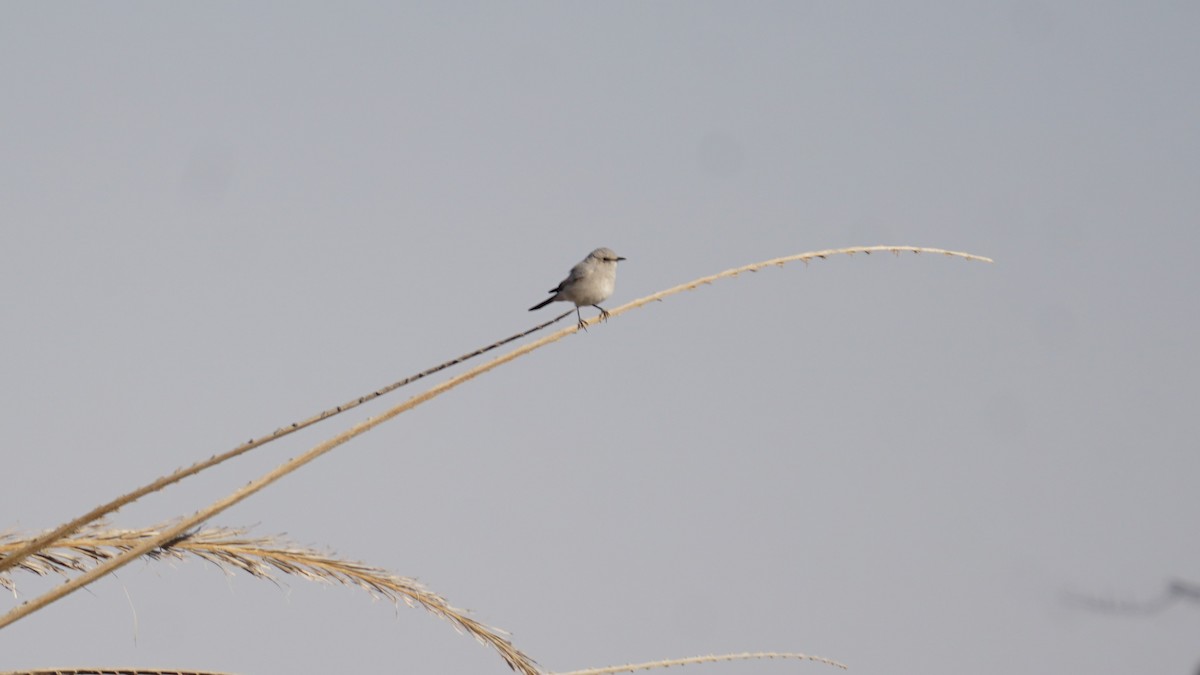 Mallard - ML646235910