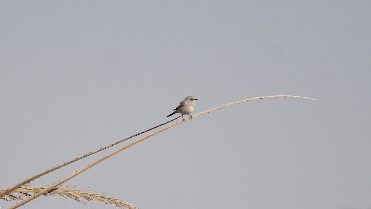 Mallard - ML646235911