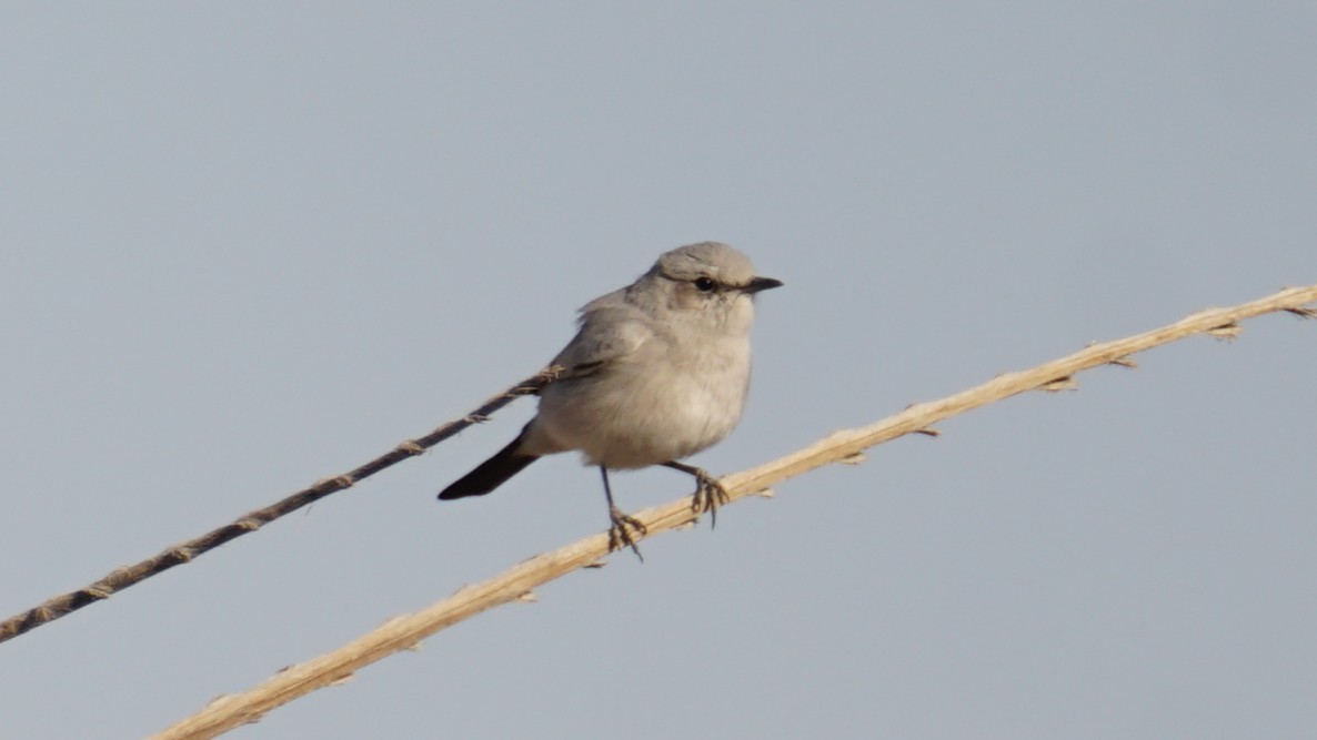 Mallard - ML646235912