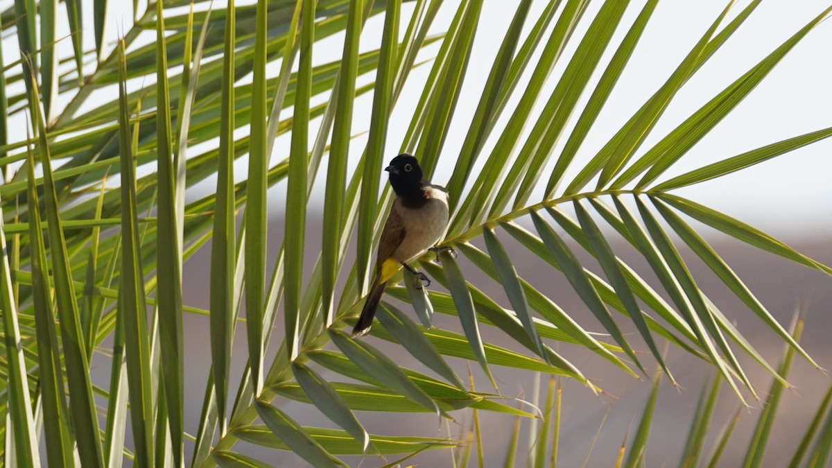 Mallard - ML646235913