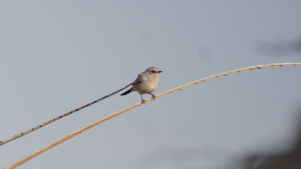 Mallard - ML646235914