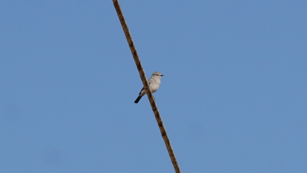 Mallard - ML646235915