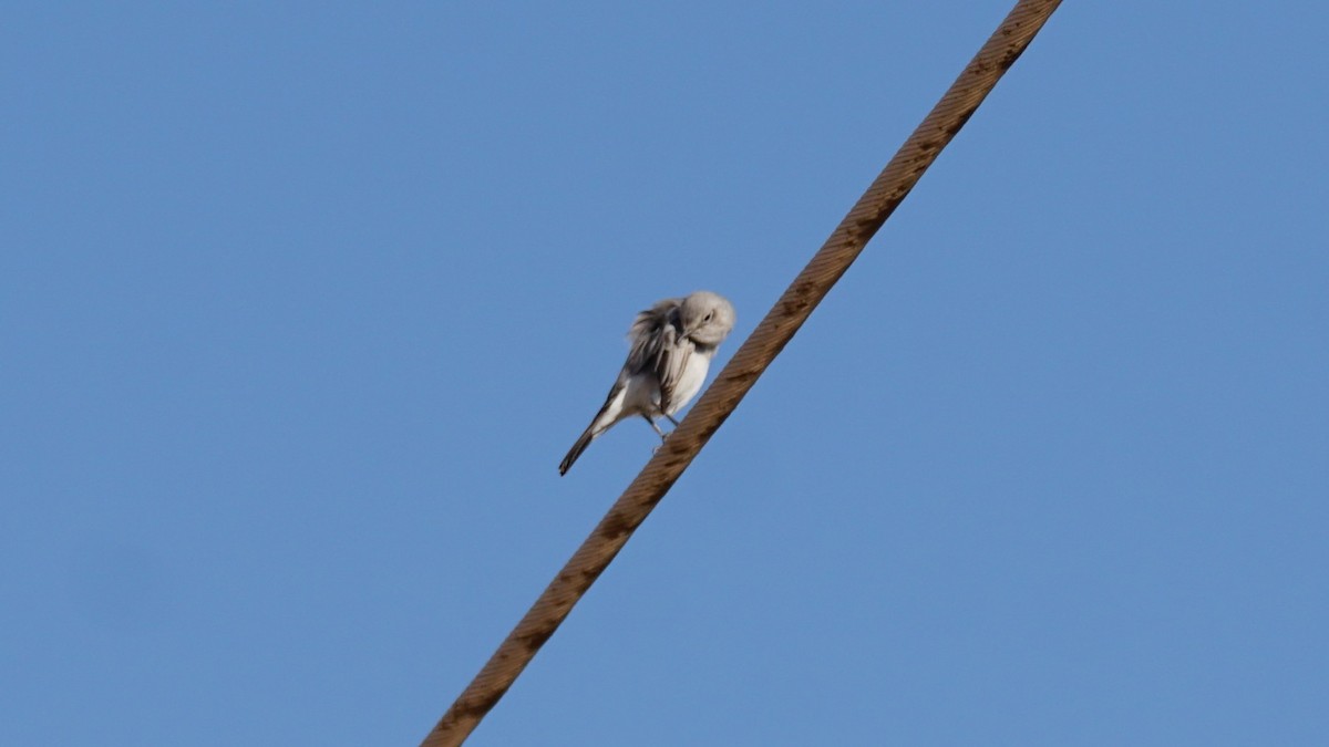 Mallard - ML646235916