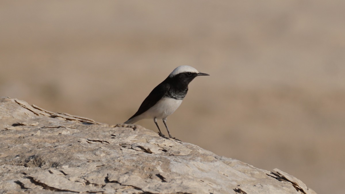 Mallard - ML646235917