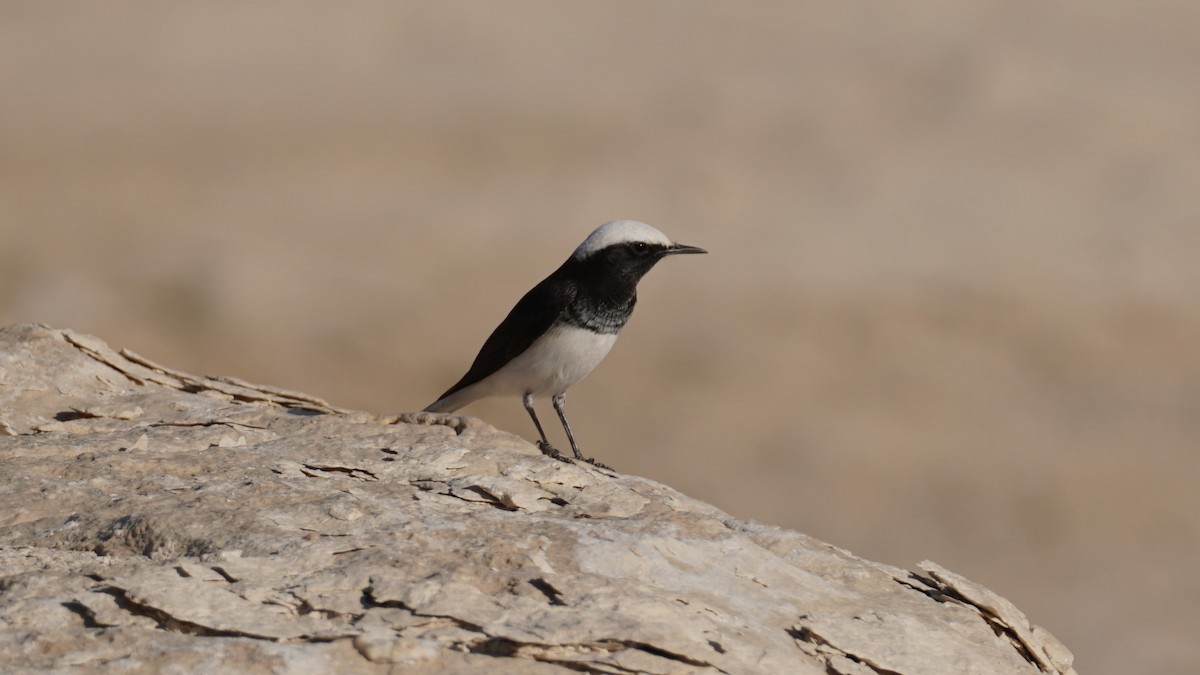 Mallard - ML646235918