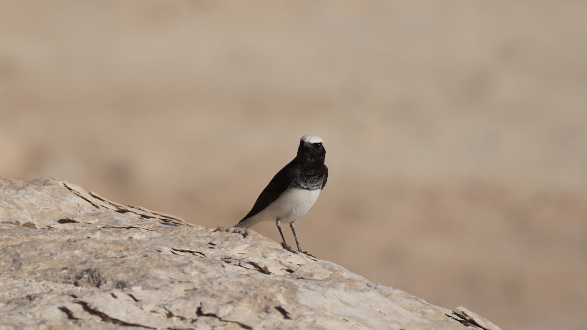 Mallard - ML646235919