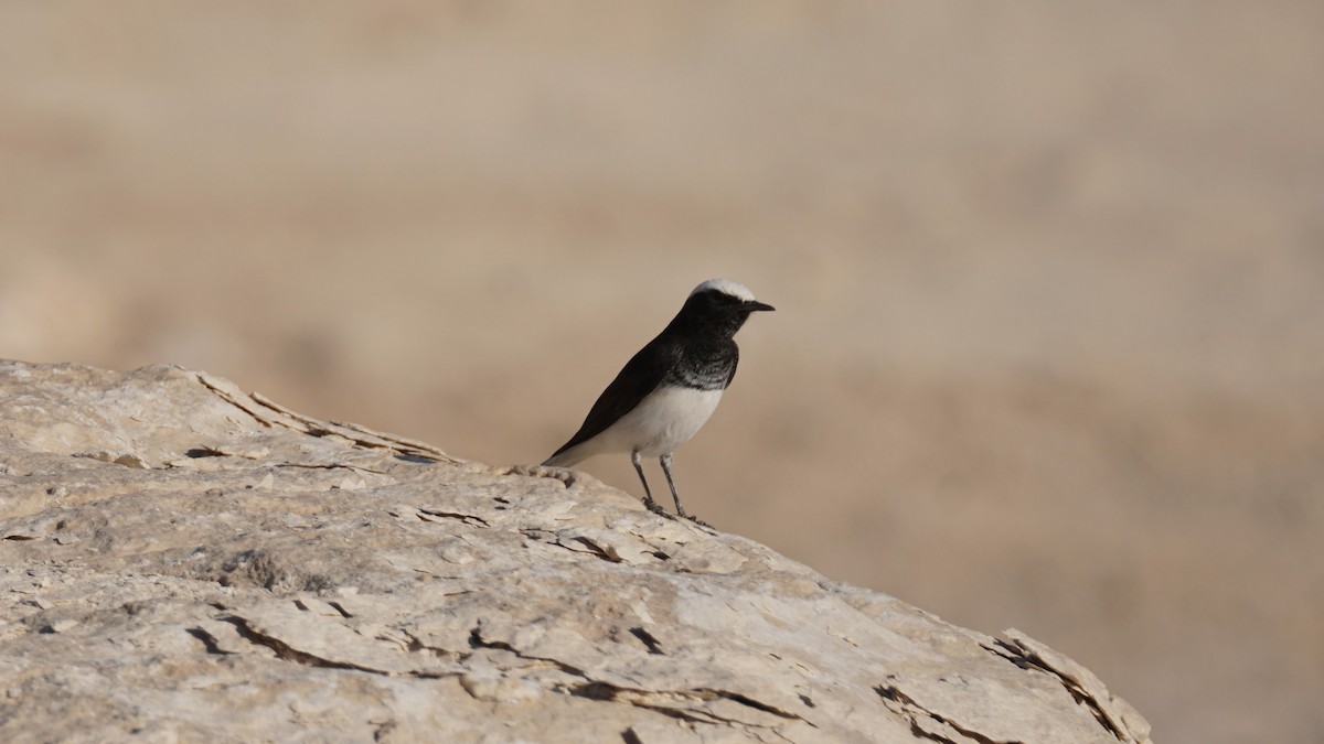 Mallard - ML646235920