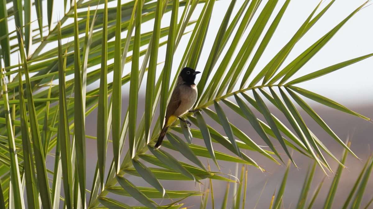 Mallard - ML646235921