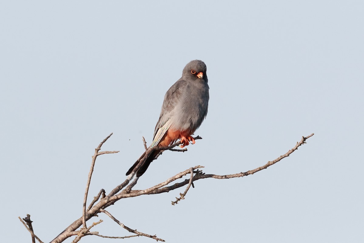 Red-footed Falcon - ML646235926