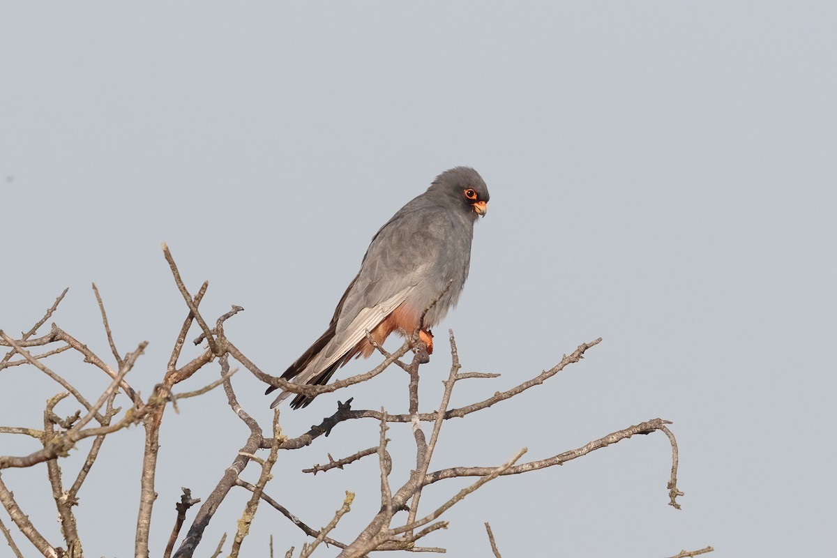 Red-footed Falcon - ML646235927