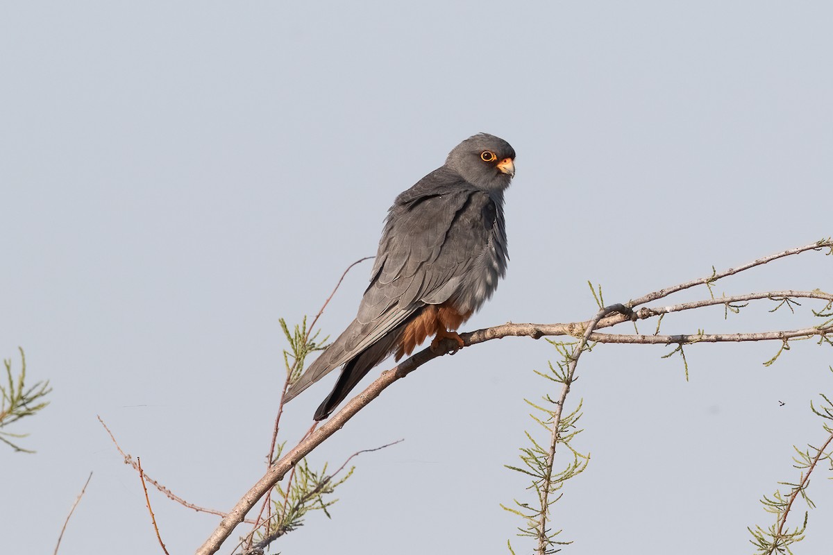 Red-footed Falcon - ML646235928