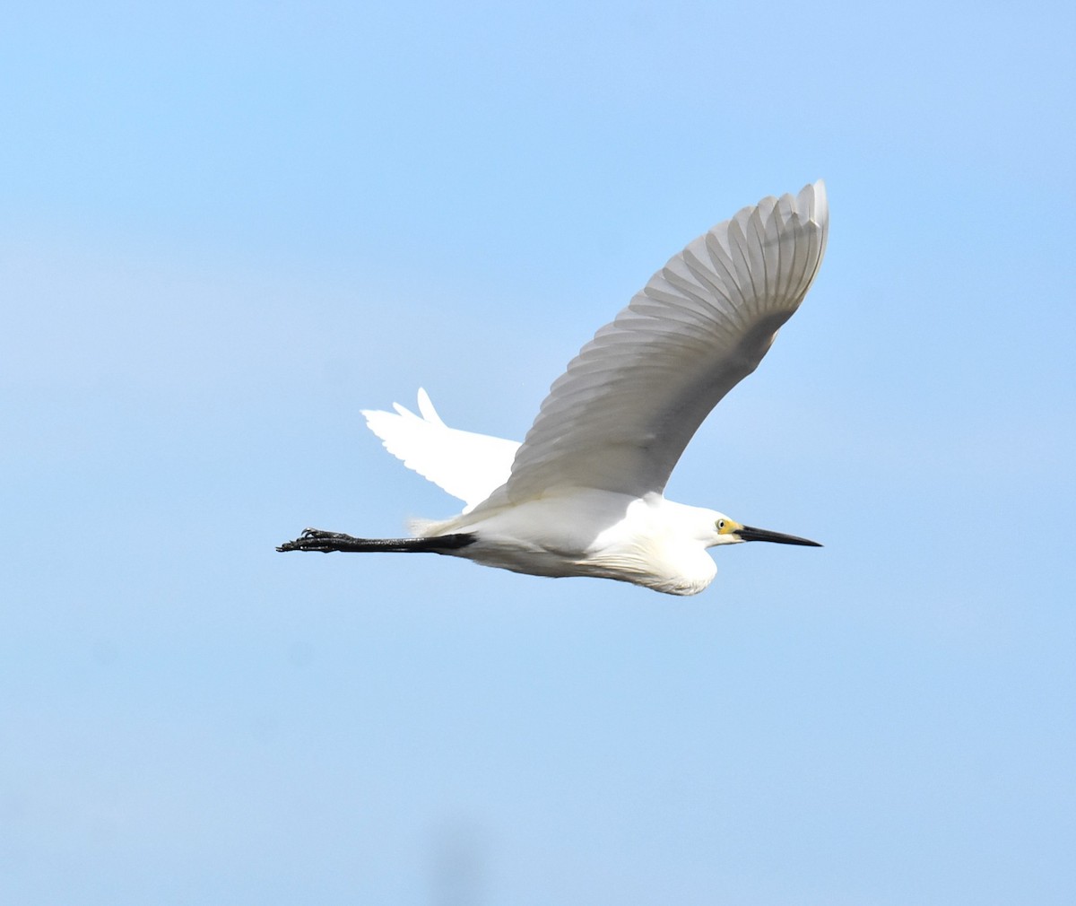 Great Egret - ML646235930